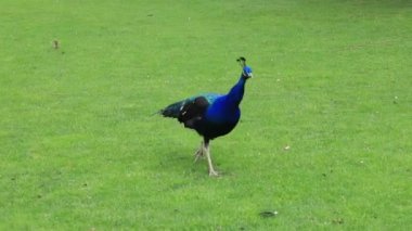 Uzun kuyruklu ve renkli tüylü parlak mavi tavus kuşu yeşil çimenlerde yürüyor. Tavuskuşu parkta, hayvanat bahçesinde, çiftlikte