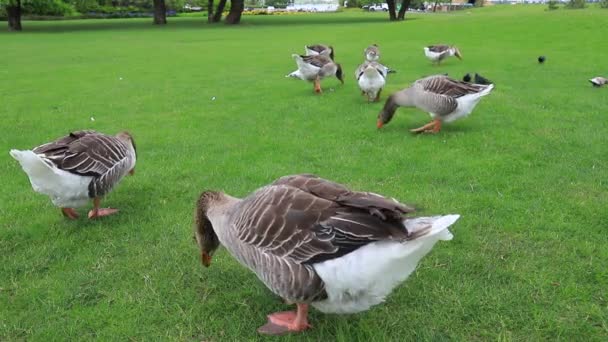 Grey Geese Eating Traditional Goose Farm Beautiful Perigord Geese Walk — Stock Video