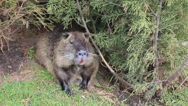 Nutria Long Black Fur Otter Marsh Beaver Eat Carrots River — Stock Video