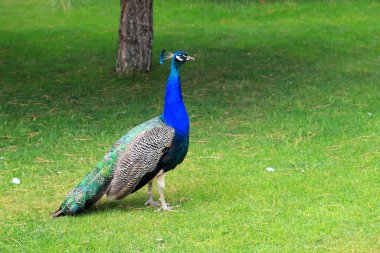Uzun kuyruklu ve renkli tüylü parlak mavi tavus kuşu yeşil çimenlerde yürüyor. Tavuskuşu parkta, hayvanat bahçesinde, çiftlikte