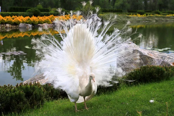 Magnifique Jeune Paon Écarte Queue Sur Herbe Paon Blanc Danse — Photo