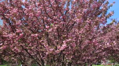 Güzel pembe sakura çiçekleri, ilkbaharda Japon kiraz çiçekleri. Rüzgarda sallanan dallar, pembe sakura aşk manzarası, doğa arka planı, şehir Dinyeper, Ukrayna