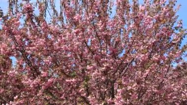 Güzel pembe sakura çiçekleri, ilkbaharda Japon kiraz çiçekleri. Rüzgarda sallanan dallar, pembe sakura aşk manzarası, doğa arka planı, şehir Dinyeper, Ukrayna