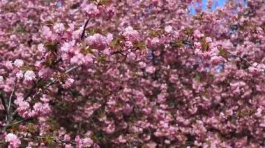 Güzel pembe sakura çiçekleri, ilkbaharda Japon kiraz çiçekleri. Rüzgarda sallanan dallar, pembe sakura aşk manzarası, doğa arka planı, şehir Dinyeper, Ukrayna