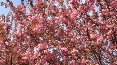 Güzel pembe sakura çiçekleri, ilkbaharda Japon kiraz çiçekleri. Rüzgarda sallanan dallar, pembe sakura aşk manzarası, doğa arka planı, şehir Dinyeper, Ukrayna