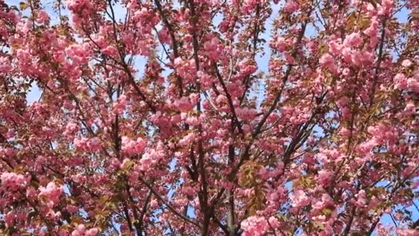 Schöne Rosa Sakura Blüten Japanische Kirschblüten Frühling Zweige Wiegen Sich — Stockvideo