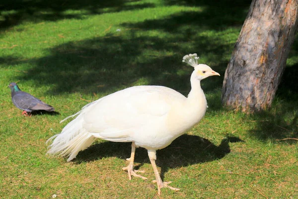 Lindo Pavão Jovem Espalha Sua Cauda Grama Verde Pavão Branco — Fotografia de Stock