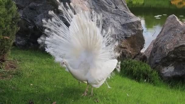 Hermoso Joven Pavo Real Extiende Cola Sobre Hierba Verde Pavo — Vídeo de stock