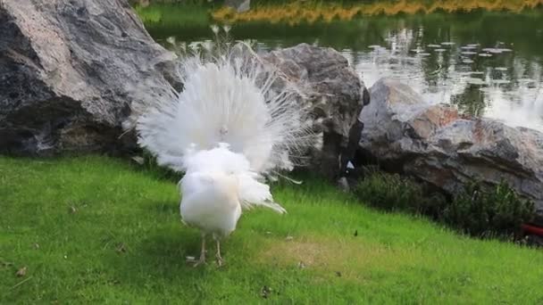 年轻貌美的孔雀把尾巴铺在绿草上 白孔雀跳着婚舞 在公园 动物园 农场展示羽毛 — 图库视频影像