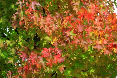 Japon akçaağacı, palmiye ağacı, sonbahar ağacı, sarı, kırmızı, turuncu, yapraklar, sonbahar manzarası. Yaprak dökülen Japon akçaağacı. Takvim, mevsimlerin kartpostalı, Ekim, Kasım ayı duvar kağıdı