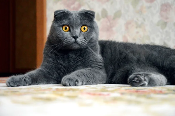 Sarı gözlü İngiliz kedi