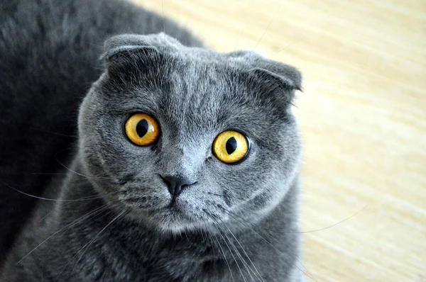 Sarı gözlü İngiliz kedi