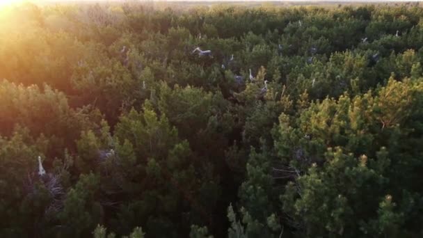 Гнездо серой цапли. Поселение серой цапли с воздуха — стоковое видео