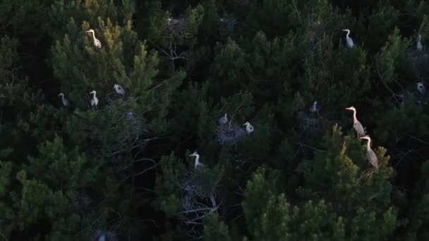 O ninho da garça cinzenta. O assentamento de garças cinzentas vista aérea — Vídeo de Stock