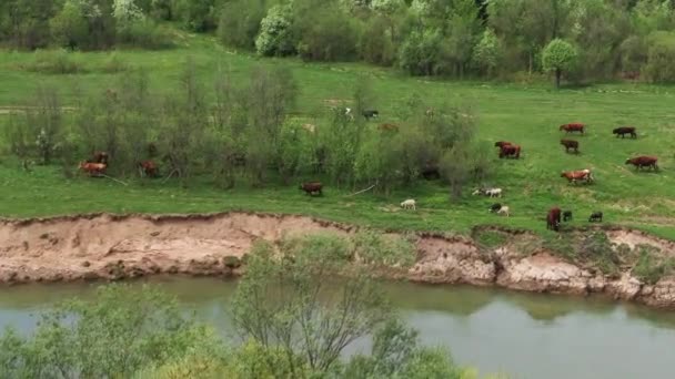As vacas pastam num prado verde perto do rio. Vista aérea — Vídeo de Stock