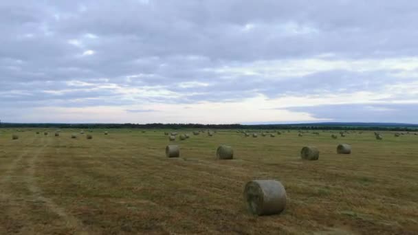 Zbor cu drona pe un câmp cu fân cilindric toamna . — Videoclip de stoc