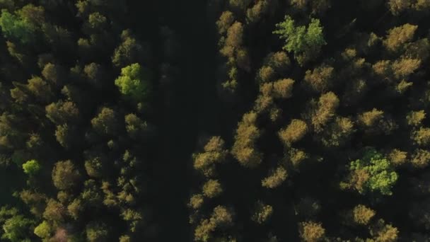 Voler un drone au soleil couchant au-dessus de la forêt — Video