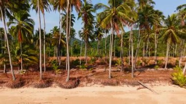 Verdant palms fringing sandy shoreline at wai chaek, koh chang