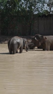 Bir bebek de dahil olmak üzere bir grup Asya fili çamurlu bir nehirde sıçrayıp birlikte oynuyorlar.