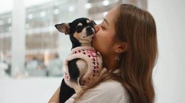 Sevgi gösteren genç bir kadın, mutlu chihuahua köpeğini öpüyor, evcil hayvan ve sahibi arasındaki bağı kutluyor.