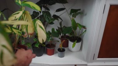 Erkek eller bir sprey tutuyor ve evdeki güzel çeşitlilikte bir tenteni suluyor.