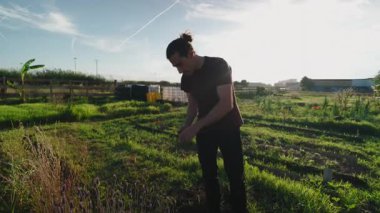 Kalite kontrolü için dijital tablet kullanan erkek çiftçi, şehir bahçesindeki mahsulleri inceliyor - 4K Yatay