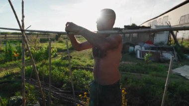 Olgun latin kel bir adam sebze bahçesinde üstsüz çalışıyor bambu çubuklarla doğal bir yapı inşa ediyor - 4K Yatay