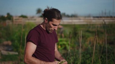 Güvenli bir çiftçi, sürdürülebilir bir şehir bahçesinde taze toplanmış fava fasulyelerini soyuyor ve yiyor - 4K Yatay