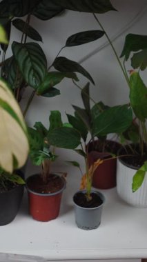 Erkek bahçıvan, bahçesiyle ilgilenmek için süs bitkisine su sıkıyor.