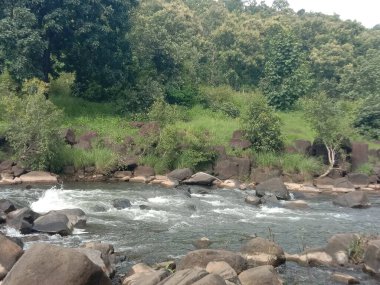 Ormandaki nehrin güzel manzarası