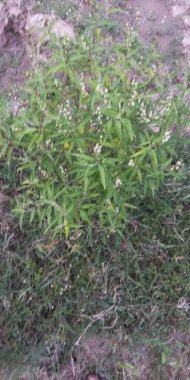 Bahçedeki yeşil çimenler