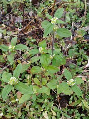 Bahçede yeşil yapraklar