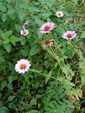 Bahçedeki güzel çiçekler