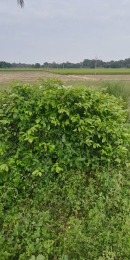 Ormanın güzel manzarası
