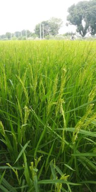 Sabah güzel pirinç tarlaları