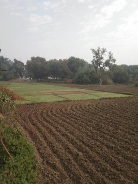 tarım alanı, tarım bitkileri ve bitki örtüsü