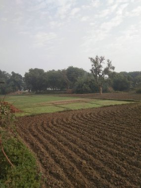 Kırsaldaki tarım arazisi, bitki bitkileri.