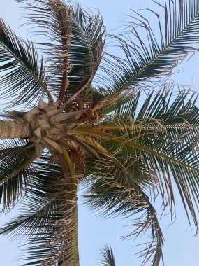 Sahilde palmiye ağacı