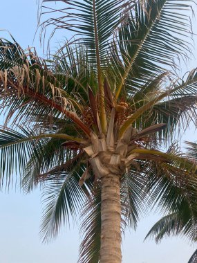 İspanya 'da palmiye ağacı, tropikal