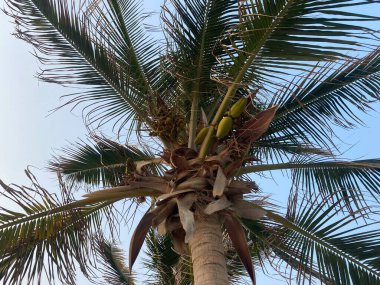 Sahilde palmiye ağacı