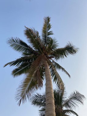Palmiye ağacı üzerinde mavi bir arka plan