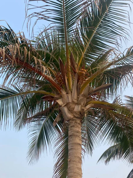 İspanya 'da palmiye ağacı, tropikal