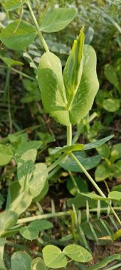 bahçede yeşil yaprak yakın çekim