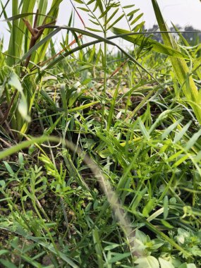 Ormanda yeşil yapraklar