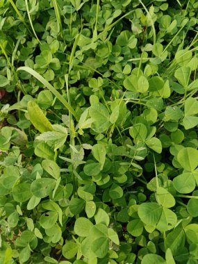 Bahçede yeşil yapraklar