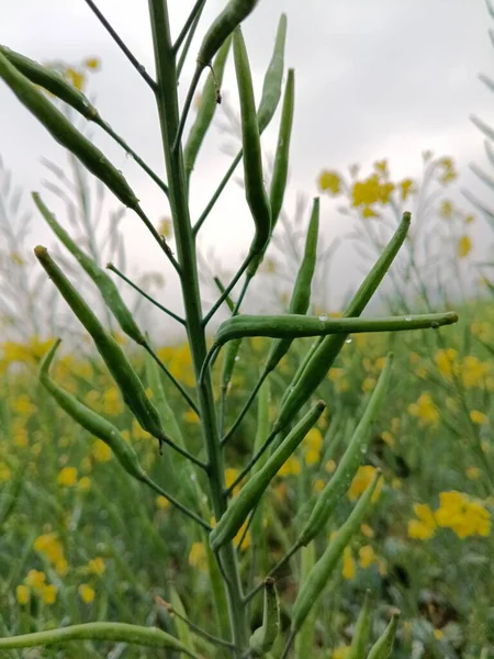 Bahçede yeşil yapraklar