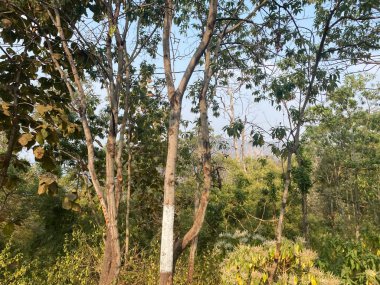 Ormanın güzel manzarası