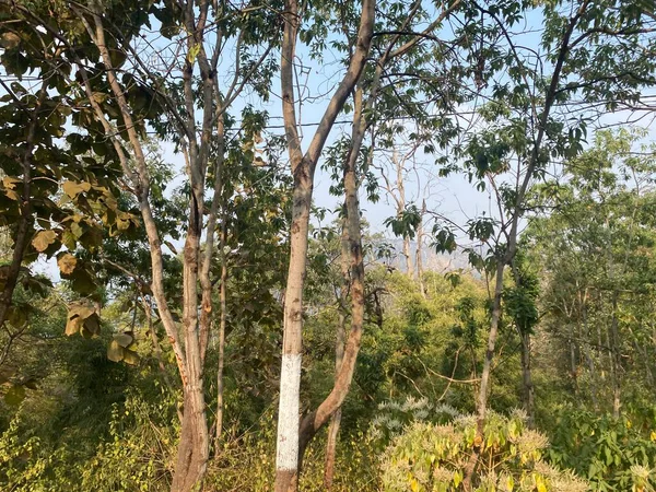 Ormanın güzel manzarası