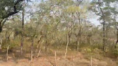 Ormandaki ağaç dalları