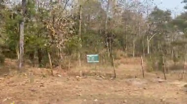 Ağacı olan güzel bir manzara